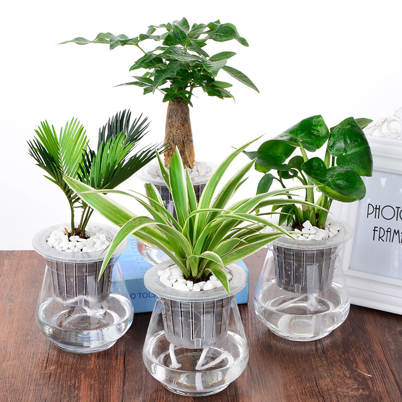 新昌新房除甲醛放哪些植物比较好
